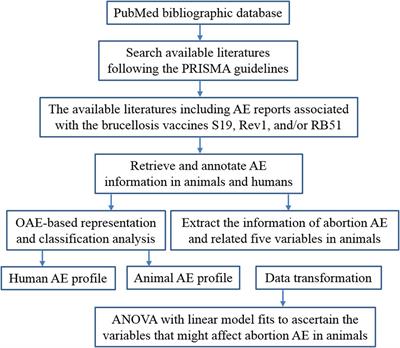 Ontology-Based Meta-Analysis of Animal and Human Adverse Events Associated With Licensed Brucellosis Vaccines